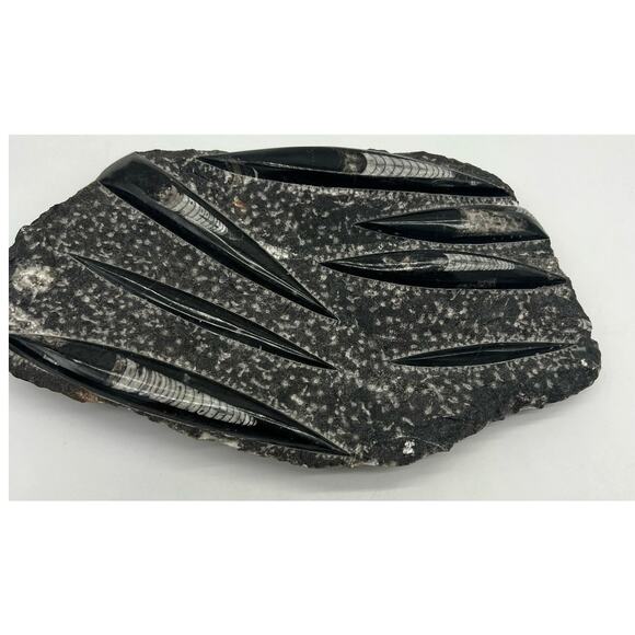 Fossils Orthoceras (???) Plate Plague SQUID, Home Decor 7" x 11"  READ - Picture 1 of 13